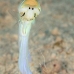 jawfish_yellowhead_dw_wc_v_0088_tci1913.jpg